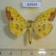 43599p-Crambidae-Botyodes-andrinalis-Madagascar-7