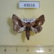 43616p-Euteliidae-Parelia-albivirgula-Madagascar-9