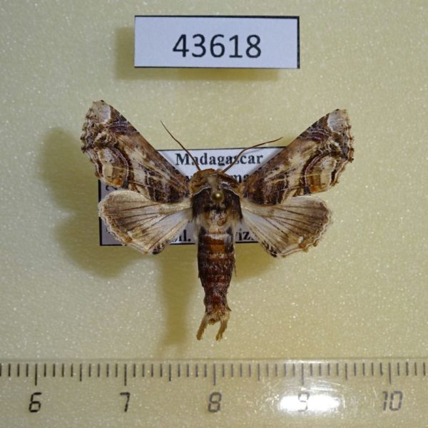 Euteliidae Eutelia gaedei Madagascar