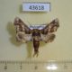 43618p-Euteliidae-Eutelia-gaedei-Madagascar-15