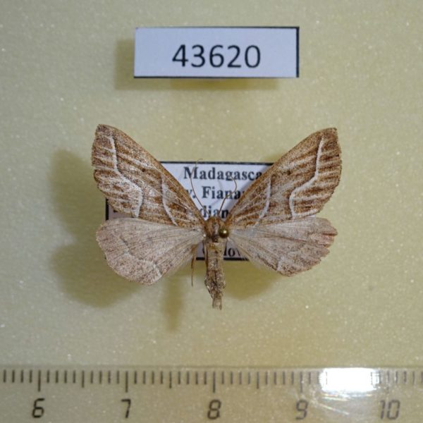 Geometridae Idiodes oberthuri Madagascar