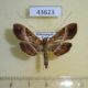 43623p-Crambidae-sp.-Madagascar-8