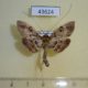 43624p-Crambidae-sp.-Madagascar-6