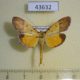 43632p-Crambidae-sp.-Madagascar-8