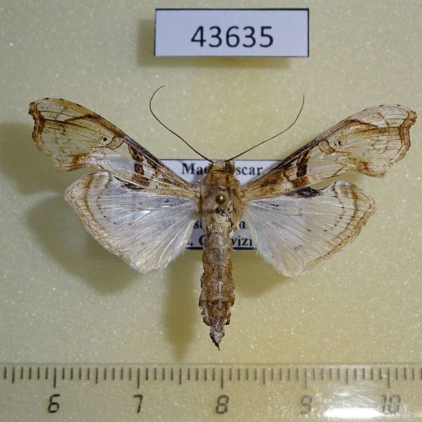 Crambidae Terastia subjectalis Madagascar