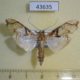 43635p-Crambidae-Terastia-subjectalis-Madagascar-10
