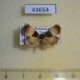 43654p Noctuidae Ozarba micropunctata Madagascar $8