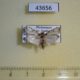 43656p-Crambidae-sp.-Madagascar-4