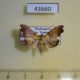 43660p-Crambidae-Agrotera-atalis-Madagascar-6