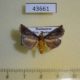 43661p-Crambidae-sp.-Madagascar-5