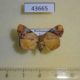 43665p-Noctuidae-Taraconica-transversa-Madagascar-7