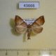 43666p-Noctuidae-Radara-prunescens-Madagascar-7