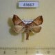43667p-Noctuidae-Radara-prunescens-Madagascar-7