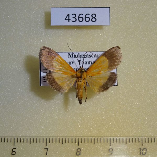 Crambidae Phostria hesusalis Madagascar