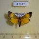 43672p-Pyralidae-Lophocera-flavifusalis-Madagascar-8