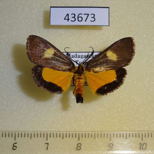 Crambidae Mabilleodes kenrickalis Madagascar