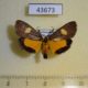 43673p-Crambidae-Mabilleodes-kenrickalis-Madagascar-9