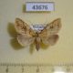 43676p-Noctuidae-sp.-Madagascar-5
