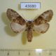 43680p-Notodontidae-Stemmatophalera-curvilinea-Madagascar-8
