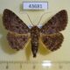 43681p Noctuidae Polydesma hildebrandti Madagascar $15