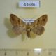 43686p-Noctuidae-sp.-Madagascar-5
