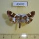 43689p-Crambidae-Glyphodes-bitriangulalis-Madagascar-6