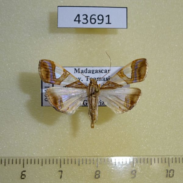Crambidae Glyphodes rhombalis Madagascar