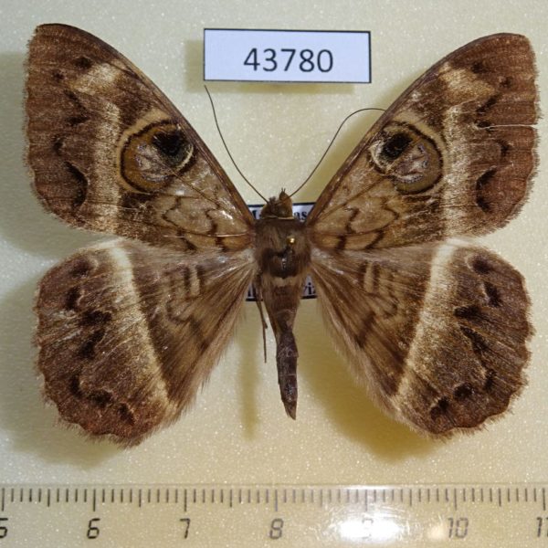 Noctuidae Cyligramma magus Madagascar