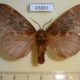 43881p-Lasiocampidae-Amurilla-subpurpurea-f-Primorye-5