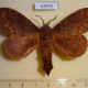 43935p-Lasiocampidae-Prorifrons-tremula-Costa-Rica-12