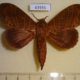 43936p-Lasiocampidae-Prorifrons-antonia-Costa-Rica-12