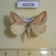 44208p-Noctuidae-Melapia-electaria-Primorye-8