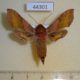 44301p-Sphingidae-Deilephila-porcellus-Krasnoyarsk-reg.-5