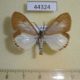 44324p-Arctiidae-Xylecata-rattrayi-Uganda-14