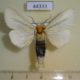 44333p-Notodontidae-Antheua-simplex-Uganda-9