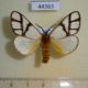 44363p-Notodontidae-Anaphe-infracta-Uganda-20