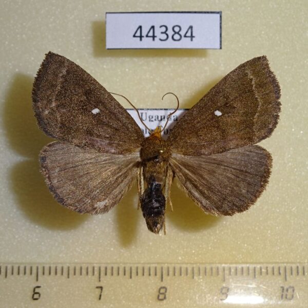 Noctuidae Calesia sp. Uganda