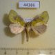 44386p-Noctuidae-Ectolopha-viridescens-Uganda-12