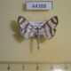 44388p-Crambidae-Zebronia-phenice-Uganda-9