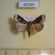 44389p Noctuidae Callopistria sp. Uganda $5