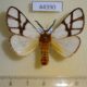 44390p-Notodontidae-Anaphe-infracta-Uganda-20