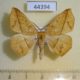 44394p-Geometridae-Psilocerea-immitata-Uganda-6