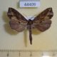 44409p-Noctuidae-Plusiodonta-sp.-wahlbergi-Uganda-7