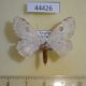 44426p-Geometridae-Problepsis-figurata-Uganda-5