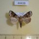 44438p Noctuidae Callopistria sp. Uganda $6