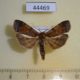 44469p-Notodontidae-Pseudoscrancia-africana-Uganda-12