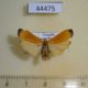44475p-Arctiidae-Muxta-xanthopa-Uganda-8