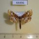 44496p-Crambidae-Chobera-fenestratum-Uganda-6