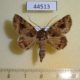 44513p-Noctuidae-Avatha-complens-Vietnam-6