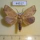 44517p-Notodontidae-Omichlis-dimorpha-Vietnam-6